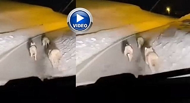 Sürü köye indi! O anlar kameraya yansıdı