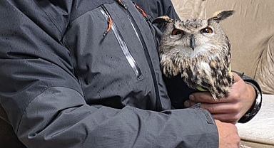 Tellere takılan baykuşu ekipler kurtardı