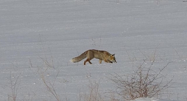 Tilkilerin kar altında fare avı 