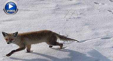 Tilkinin dronla imtihanı: Önce baktı, sonra hızla kaçtı   