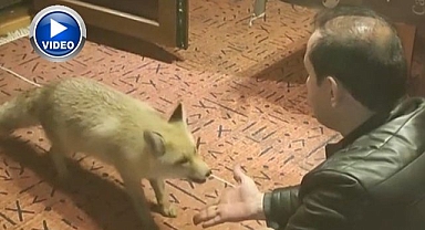 Tilkiyi evinde eliyle besliyor