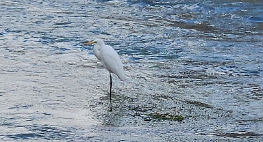 Tohma Çayı'nı mesken tuttular