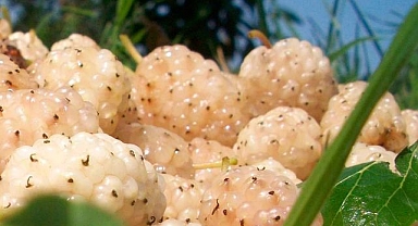 Üreticiye yüzde 50 hibe desteği yolda