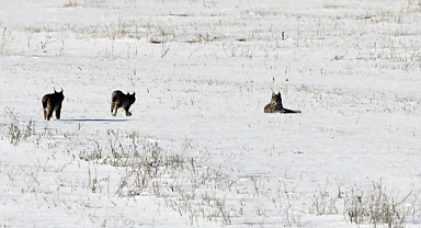 Vaşak ailesi kameralara yakalandı