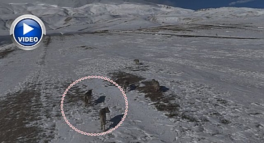 Yaban hayatı kameralara yansıdı