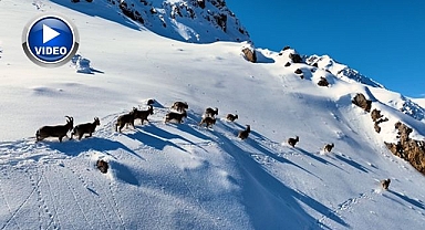 Yaban keçilerinin göçü havadan görüntülendi   