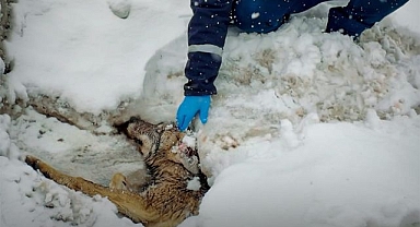 Yaralı halde bulundu! Ekipler yardımına koştu