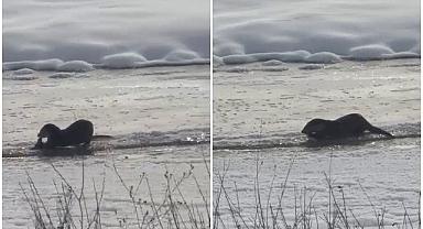 Yiyecek ararken görüntülendiler: Doğaseverlerin gözdesi oldular