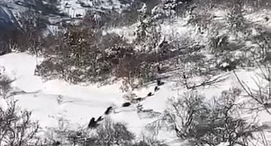 Yiyecek arayan domuzlar kamerada