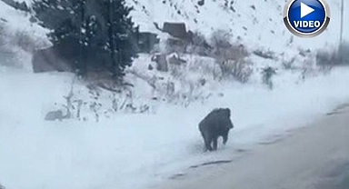 Yol kenarında ilerleyen domuz görüntülendi
