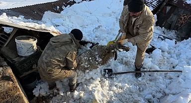 10 yılın en ağır kışı mağdur etti, hayvanlar telef oldu