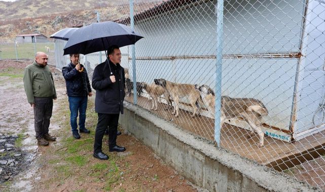 6 ayda binlerce başıboş köpek toplandı!