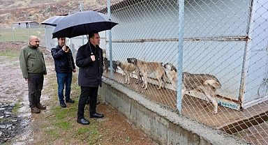 6 ayda binlerce başıboş köpek toplandı!