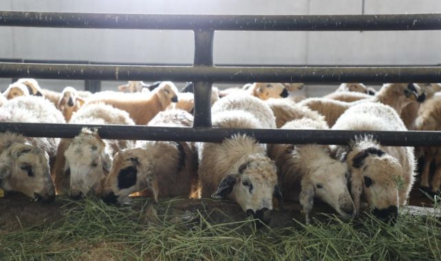 6 köy karantinaya alındı