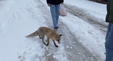 Aç kalan kızıl tilki şehir merkezine indi   