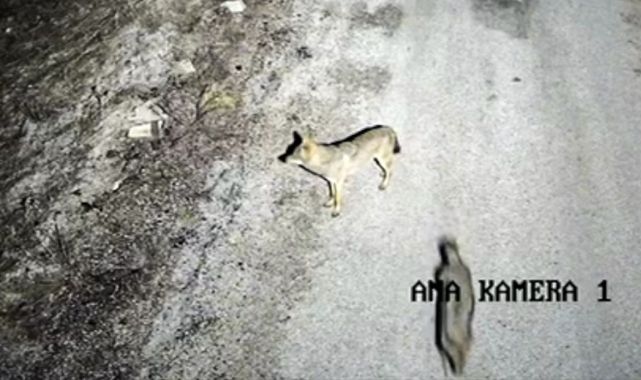 Aç kalan yaban hayvanları köye indi!