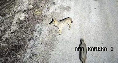 Aç kalan yaban hayvanları köye indi!