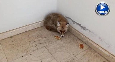 Aç kalınca okula girdi! Elleriyle beslediler 