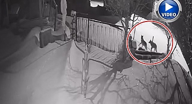 Aç kalınca şehre indiler!