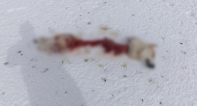 Aç kurtlar sokak köpeğini yedi!