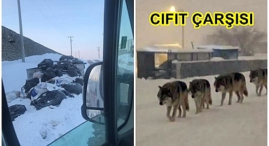 Aç kurtlara gel gel ediyor!