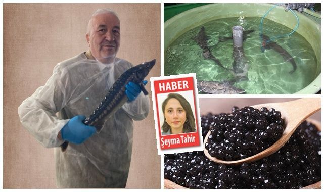 Altın değerinde üretim! Havyarın yeni adresi Erzurum olacak