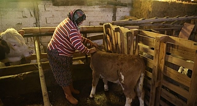 Annesi ölen buzağıyı elleriyle besliyor