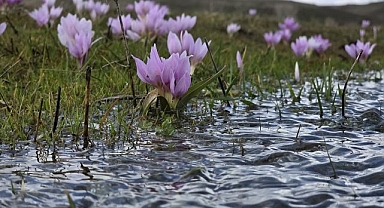 Baharın müjdecisi çiğdemler açtı