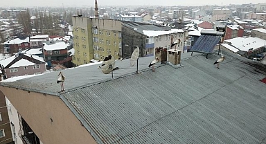 Baharın müjdecisi leylekler geldi