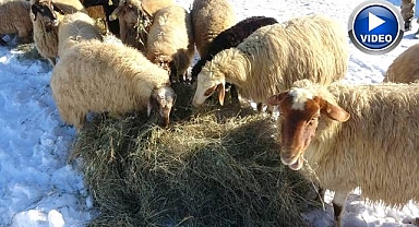 Besicilerin karda zorlu mesaisi 