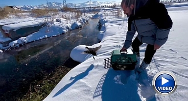 Bir can daha hayata tutundu