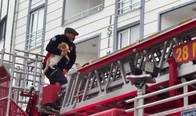 Çatıda mahsur kalan kedi için seferber oldular