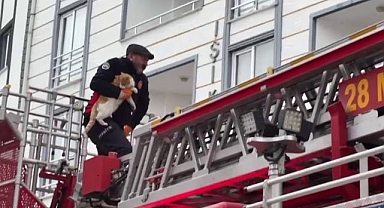 Çatıda mahsur kalan kedi için seferber oldular