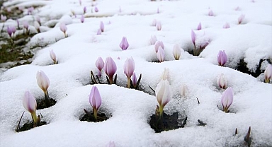 Çiğdemler kar altında kaldı