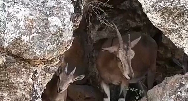 Dağ keçileri drone kamerasına yansıdı   