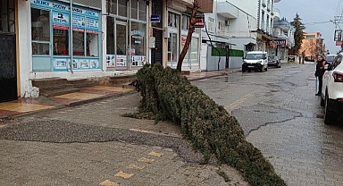 Dev çam ağacı yerle bir oldu
