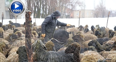 Devlet desteğiyle hayvan sayısı arttı   