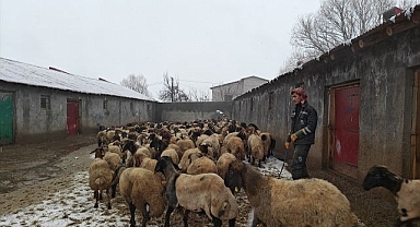 Devlet desteğiyle hayvancılık gelişiyor