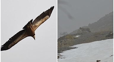Doğal yaşam alanlarında görüntülendiler
