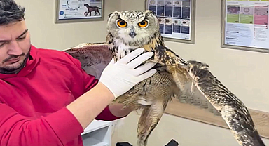 Doğaya dönüş hikayesinde mutlu son