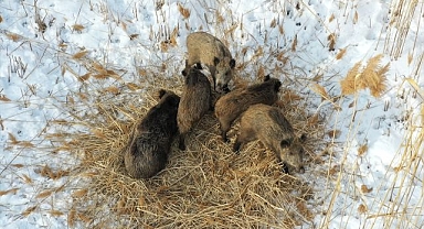 Domuz sürüsü görüntülendi