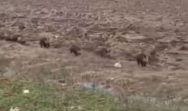 Domuz sürüsü görüntülendi