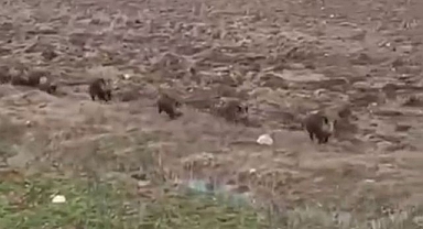 Domuz sürüsü görüntülendi
