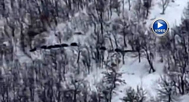 Domuz sürüsü kayda alındı