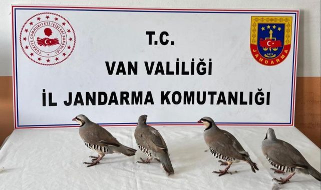 Durdurulan araçta keklikler ele geçirildi