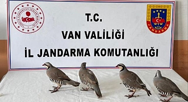 Durdurulan araçta keklikler ele geçirildi