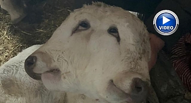Erzurum’da doğan çift başlı buzağı görenleri şaşırttı