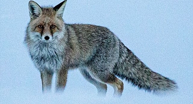 Erzurum'da yiyecek arayan tilki görüntülendi