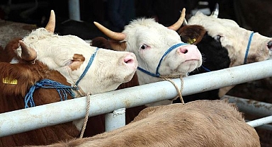 Erzurumlu besicilere can simidi olacak