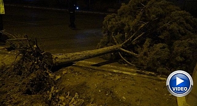 Fırtına ağaçları kökünden söktü! Göz gözü görmedi